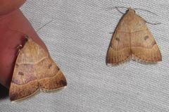 Plecopterodes moderata