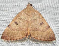 Plecopterodes moderata