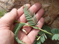 Aeschynomene nodulosa