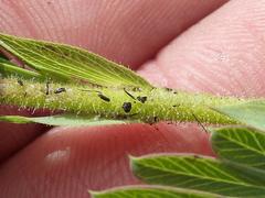 Aeschynomene nodulosa