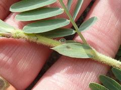 Aeschynomene nodulosa