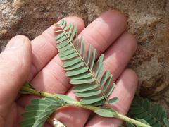 Aeschynomene nodulosa