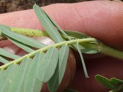 Aeschynomene nodulosa
