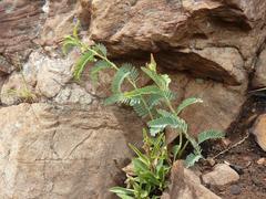 Aeschynomene nodulosa