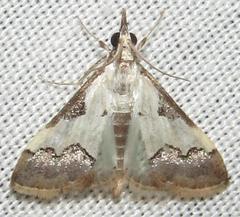 Autocharis jacobsalis