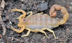 Parabuthus planicauda