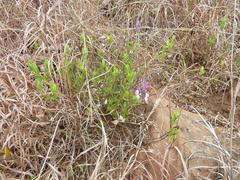 Syncolostemon thorncroftii
