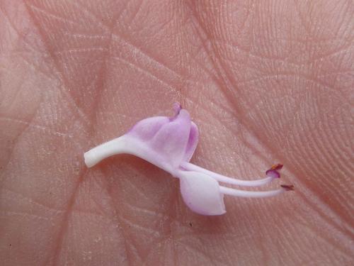 Image of Syncolostemon thorncroftii by (c) Andrew Hankey, some rights reserved (CC BY-SA)