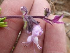 Syncolostemon thorncroftii