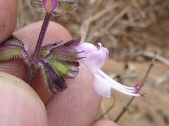 Syncolostemon thorncroftii