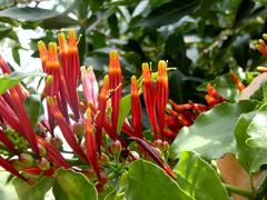 Agelanthus kraussianus