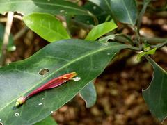 Agelanthus kraussianus