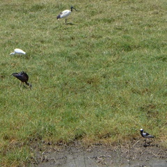 Vanellus armatus