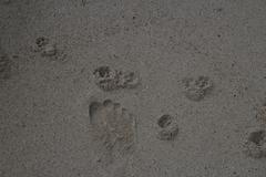 Genetta