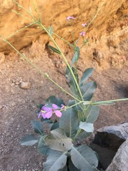 Physorhynchus chamaerapistrum