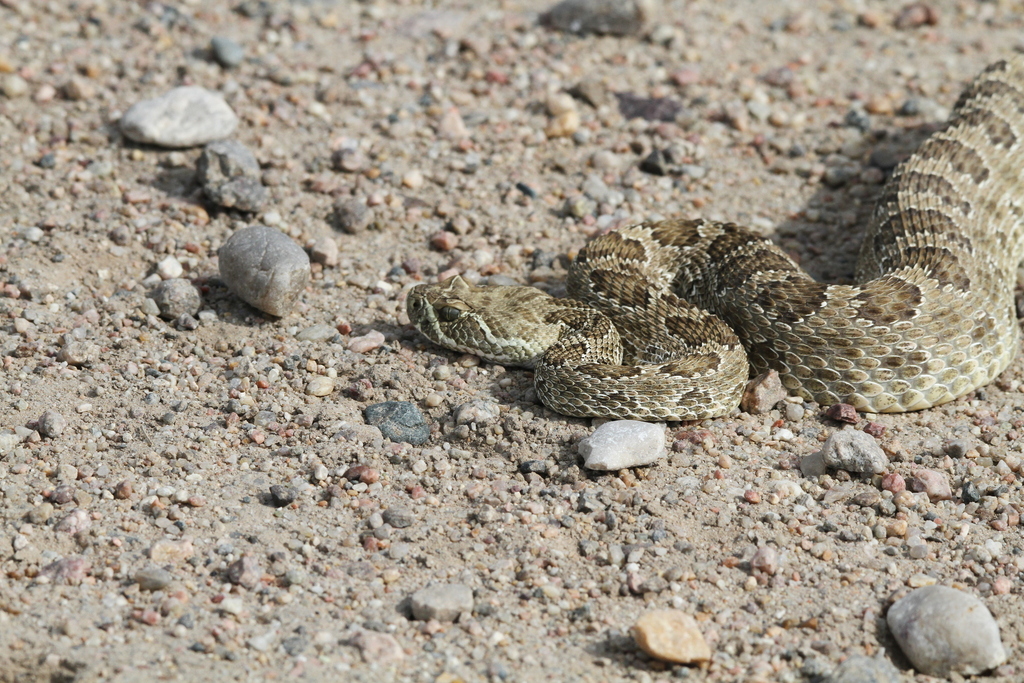 Prairie Rattlesnake from Scotts Bluff County, NE, USA on June 10, 2023 ...