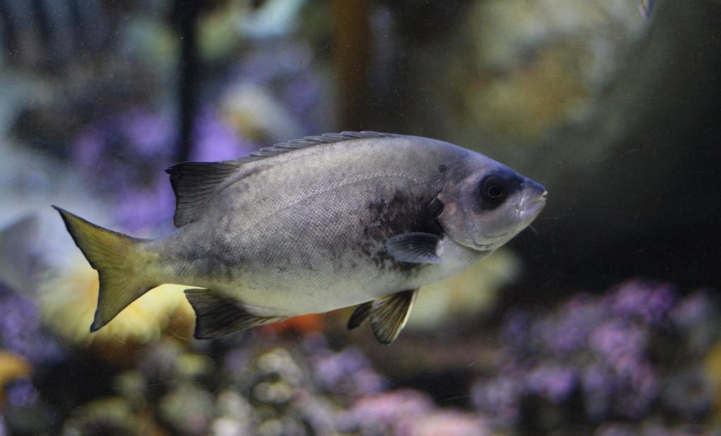 Cape Knifefish