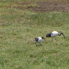Threskiornis aethiopicus