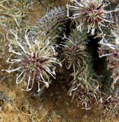 Euphorbia braunsii