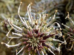 Euphorbia braunsii