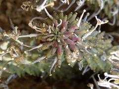 Euphorbia braunsii