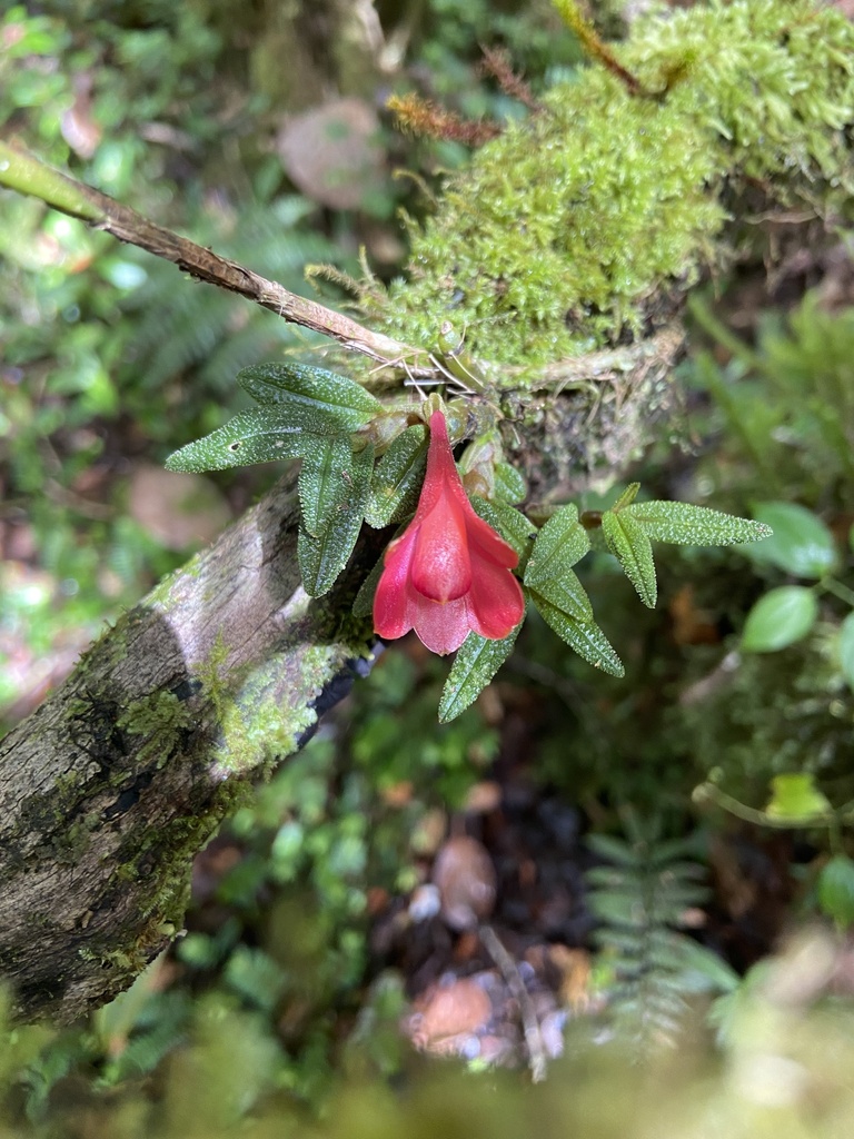 Dendrobium cuthbertsonii F.Muell.