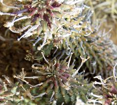 Euphorbia braunsii