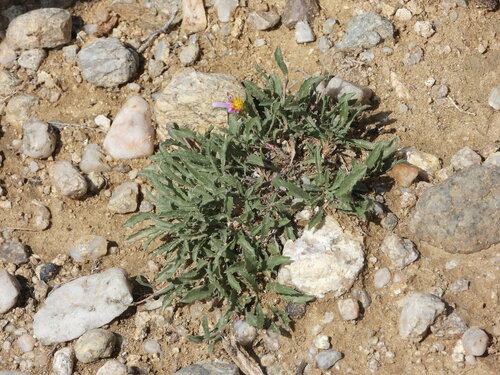 Image of Xanthisma coloradoense by (c) Jared Shorma, some rights reserved (CC BY)