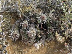Euphorbia braunsii