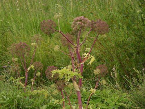 Image of Angelica ampla by (c) Jared Shorma, some rights reserved (CC BY)