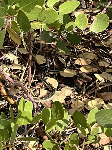 iNaturalist observation photo of Mountain Garter Snake