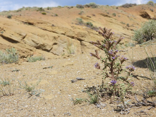 Image of Phacelia formosula by (c) Jared Shorma, some rights reserved (CC BY)