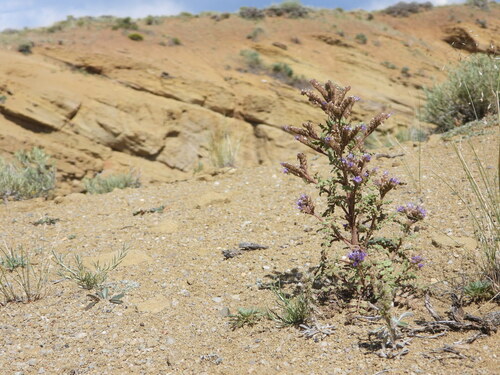 North Park phacelia (Phacelia formosula)