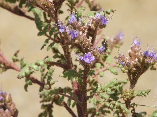 Image of Phacelia formosula by (c) Jared Shorma, some rights reserved (CC BY)