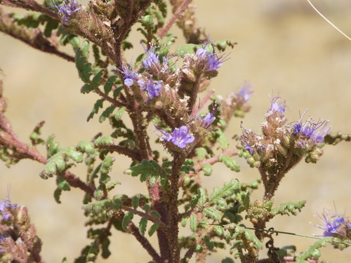 Image of Phacelia formosula by (c) Jared Shorma, some rights reserved (CC BY)