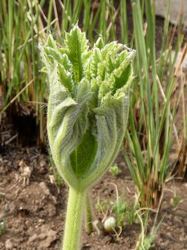 Image of Knowltonia fanninii by (c) Ronald Flipphi, some rights reserved (CC BY-SA)