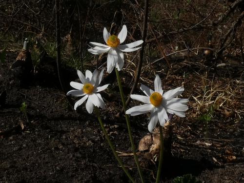 Image of Knowltonia fanninii by (c) Ronald Flipphi, some rights reserved (CC BY-SA)