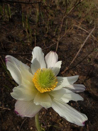 Image of Knowltonia fanninii by (c) Ronald Flipphi, some rights reserved (CC BY-SA)