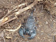 Cheloctonus intermedius