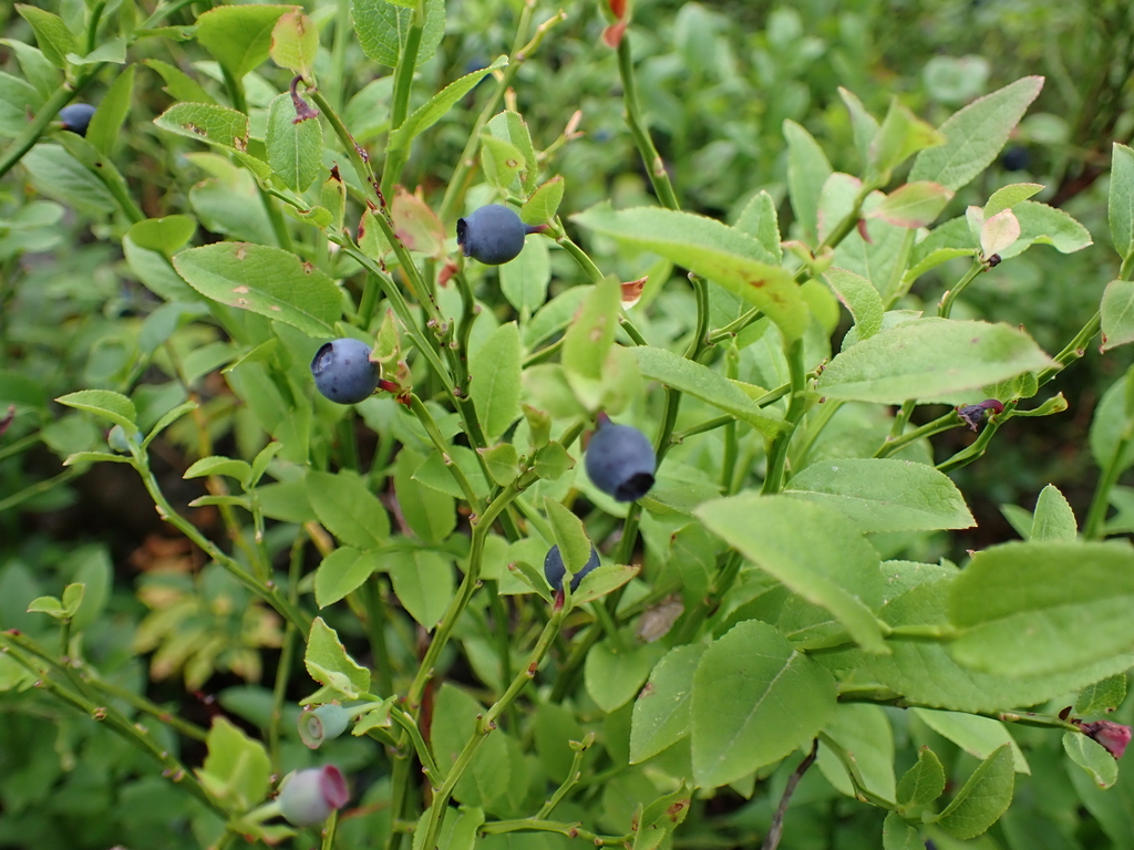 Vaccinium myrtillus