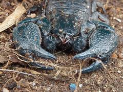 Cheloctonus intermedius