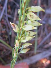 Erica albens longiflora
