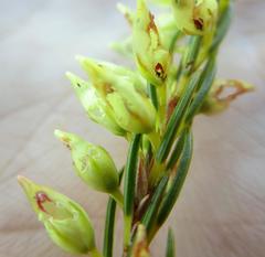 Erica albens longiflora