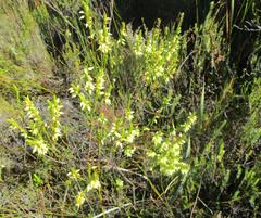 Erica albens longiflora