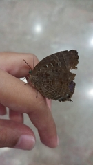 Arhopala centaurus nakula