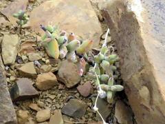 Crassula subaphylla subaphylla