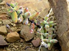 Crassula subaphylla subaphylla