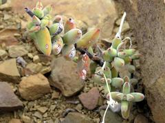 Crassula subaphylla subaphylla