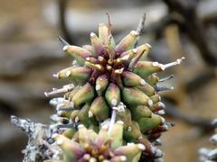 Euphorbia braunsii