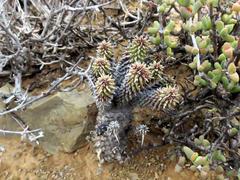 Euphorbia braunsii